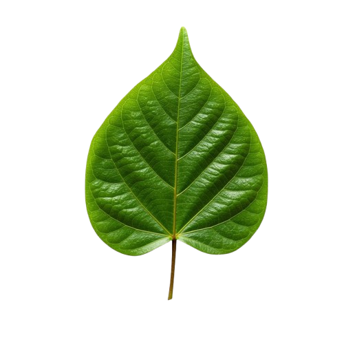 Daun Binahong