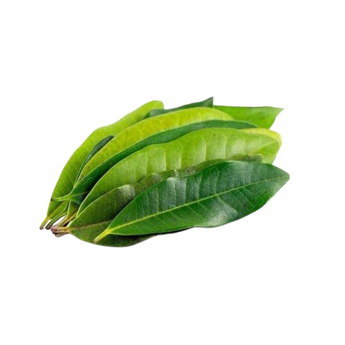 Daun Salam